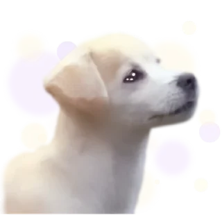 Sticker 💬 뭘 해도 귀여워, 짱절미 By @KakaoEmoticon