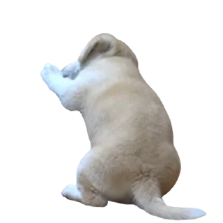 Telegram sticker 💬 뭘 해도 귀여워, 짱절미 By @KakaoEmoticon