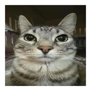 Video sticker 😐 hmmlol