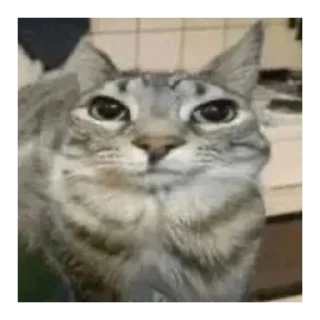 Video sticker 😐 hmmlol