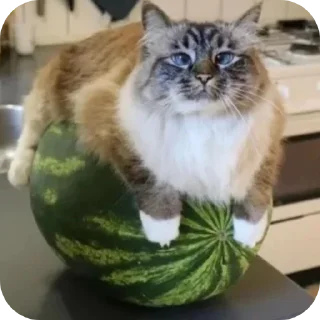 Video sticker 😐 hmmlol