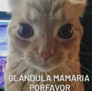 Telegram sticker 🥺 Fino señores 🍷🧐