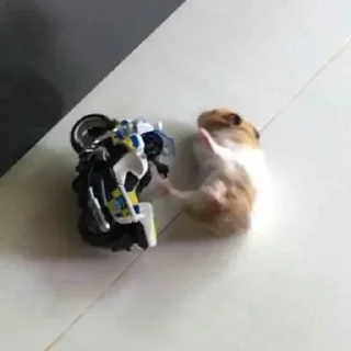 Video sticker 😔 Fino señores 🍷🧐