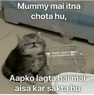 Telegram stiker 😂 @Opstickerpacks 💖 cat memes 🍃