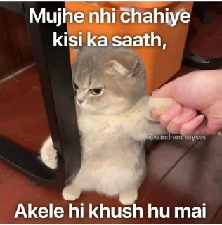 Telegram stiker 😒 @Opstickerpacks 💖 cat memes 🍃