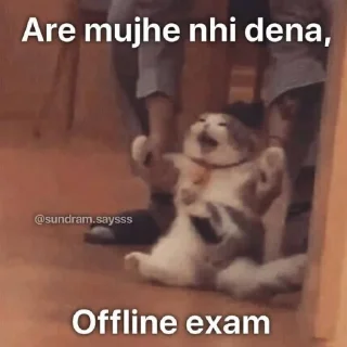 Telegram stiker 😫 @Opstickerpacks 💖 cat memes 🍃