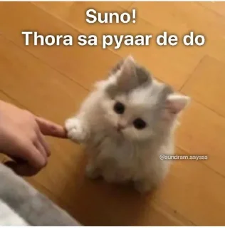 Telegram stiker 🥺 @Opstickerpacks 💖 cat memes 🍃