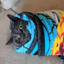 Video sticker 🐱 ohhellno