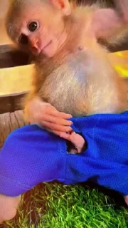 Video sticker 🌟 𝑫𝒂𝒏𝒚 @sennztx :: @fStikBot