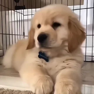 Video sticker 🥺 𝑫𝒂𝒏𝒚 @sennztx :: @fStikBot