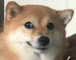 Video sticker 😶 2 (@CalsiBot)