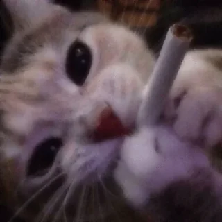 Telegram sticker 🚬 .,…….,..