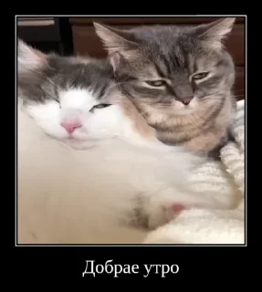 Video sticker 🌟 Демики и не только от юзера2. :: @fStikBot