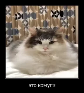 Video sticker 🌟 Демики и не только от юзера2. :: @fStikBot