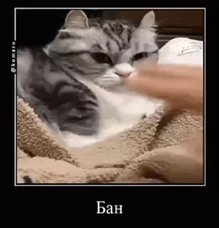 Video sticker 🥳 ko @StickersPackRobot