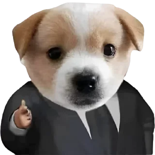 Video sticker 🤑 Dogs @stickers_memy