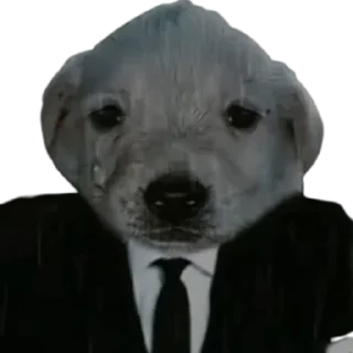 Video sticker 😢 Dogs @stickers_memy
