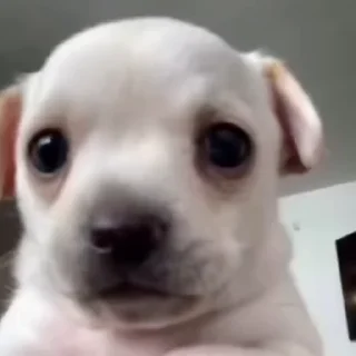 Video sticker 😨 eta tú no la' tiene 🫦 (kazuu's)