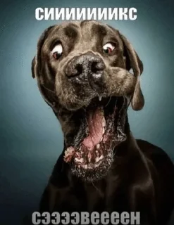 Telegram sticker 😍 пиздец какой-то @yurigy :: @fStikBot