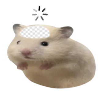 Video sticker 🫥 어쩔햄스터