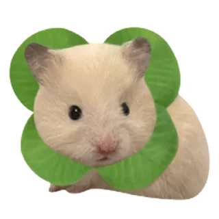 Video sticker 🫥 어쩔햄스터