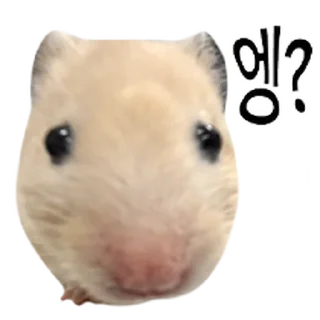 Sticker 🫥 어쩔햄스터