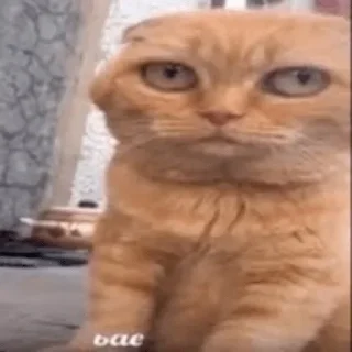 Telegram sticker 😊 @pusese