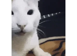 Telegram sticker 🌟 中转 :: @fStikBot