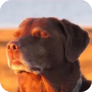 Sticker 🐶 Cain strickers