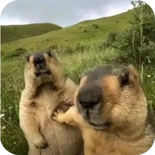 Video sticker 🐶 Cain strickers