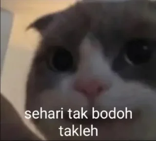 Telegram sticker 😂 AbuSamadBorhan