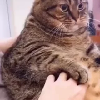 Video sticker 🐾 Animal | @Sausticker