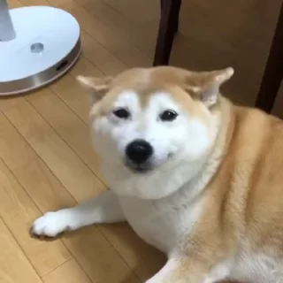 Video sticker 🐾 Animal | @Sausticker