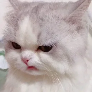 Telegram sticker 😒 Billo Rani 🪐 ::