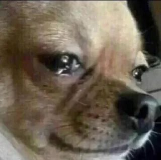 Video sticker 🥺 satoru