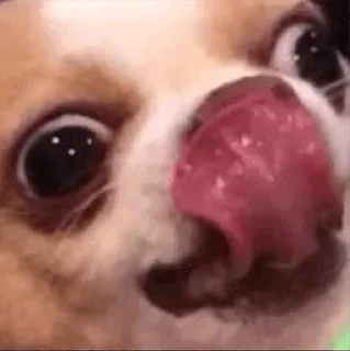 Telegram sticker 😎 △Freemasons△@exempiternal