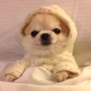 Telegram sticker 😐 △Freemasons△@exempiternal