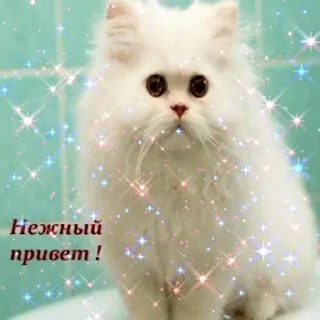 Video sticker 👋 Больше стикеров 👉🏻 @stickertg4