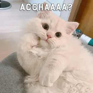 Телеграм стикер 🤔 Anjali — @stckrRobot
