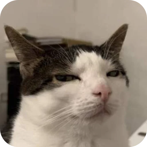 Telegram sticker 🐱 Milli bobby 🌺 @Rupeerush80