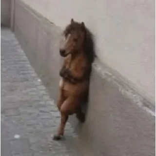 Video sticker 🐴 Nonchalant horse
