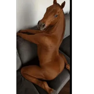Telegram sticker 🫥 Nonchalant horse