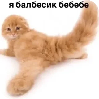 Video sticker 🤪 Все стикеры тг кликай и бери 👉 @stiki_tg_nah_canal