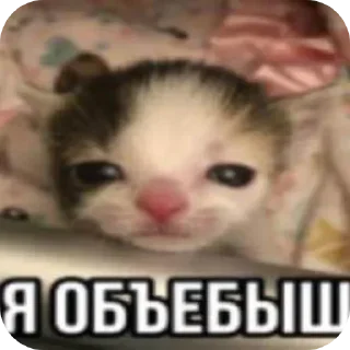 Telegram sticker 👍 Все стикеры тг кликай и бери 👉 @stiki_tg_nah_canal