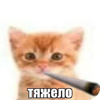 Video sticker 🚬 Все стикеры тг кликай и бери 👉 @stiki_tg_nah_canal