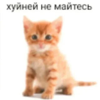 Telegram sticker 🐱 Все стикеры тг кликай и бери 👉 @stiki_tg_nah_canal