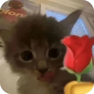 Video sticker 🌹 Все стикеры тг кликай и бери 👉 @stiki_tg_nah_canal