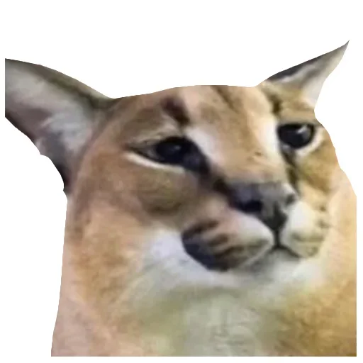 Телеграм стикер 😞 @ixxrn