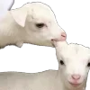 Sticker 🐐 танечкины эмодзи