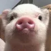Video sticker 🐷 танечкины...